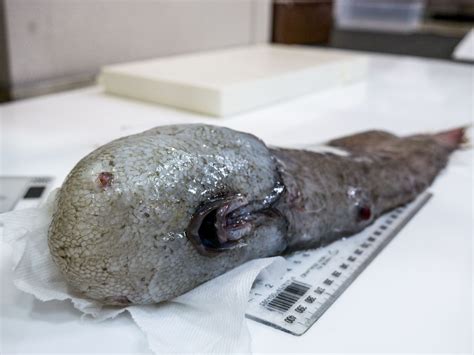 Weird Faceless Fish Found In Dark Cold Depths Of