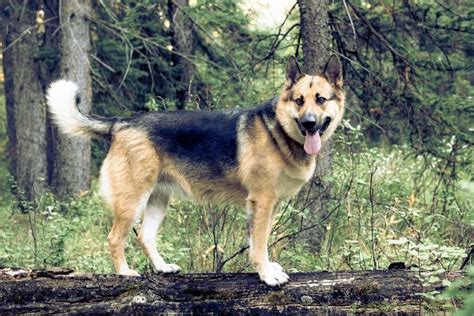 American Alsatian Dog Breed Care Temperament And Traits With Pictures