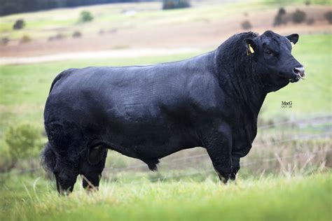 Two New Aberdeen Angus Bulls Join The Line Up Norbreck Genetics