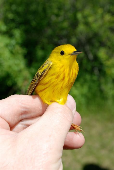 list-of-birds-of-minnesota-yellow-birds-in-minnesota