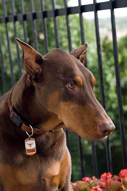 Buy brown dressing table at best price in uk. chocolate doberman! | Dobermann pinscher, Dog lovers, Big dogs