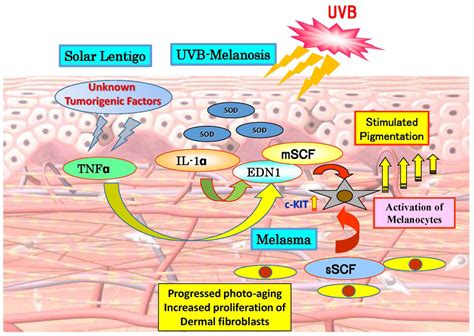Ijms Free Full Text Inhibitors Of Intracellular Signaling Pathways