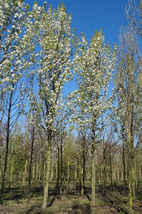 26 Fantastic Flowering Pear Tree Varieties Progardentips