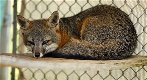 Feds Remove 3 California Foxes From Endangered Species List
