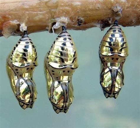 Monarch Butterfly Chrysalis Gold Spots