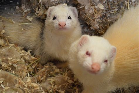 They also bite each other to induce play, and this is their normal behaviour. Our Ferrets! | Deen City Farm