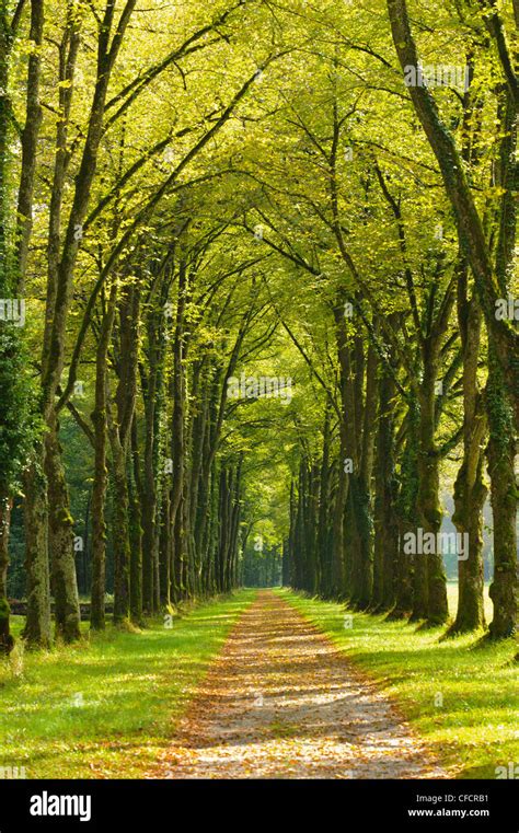 Tree Alley In Summer With Footpath Stock Photo Alamy