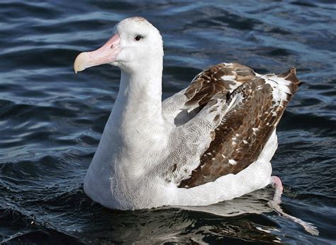 Wandering Albatross Facts Lifespan Predators Pictures