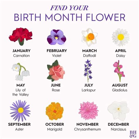 What Flower Represents Birth Wretched Logbook Image Library