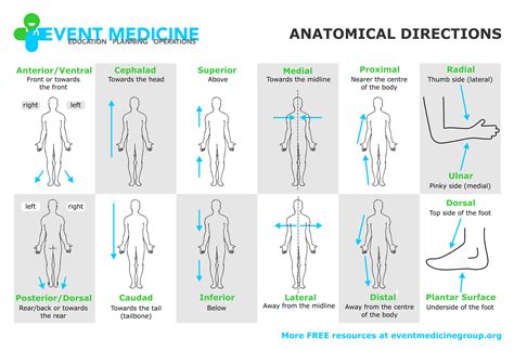 Anatomy Directional Terms Examples