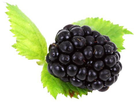 Blackberry With Leaves Png Image Purepng Free