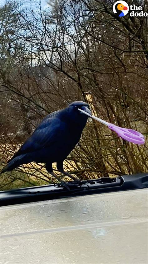She Walks In Beauty On Twitter Rt Dodo Crow Steals Scissors From