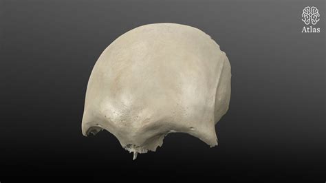 Frontal Bone | 3D Models | The Neurosurgical Atlas
