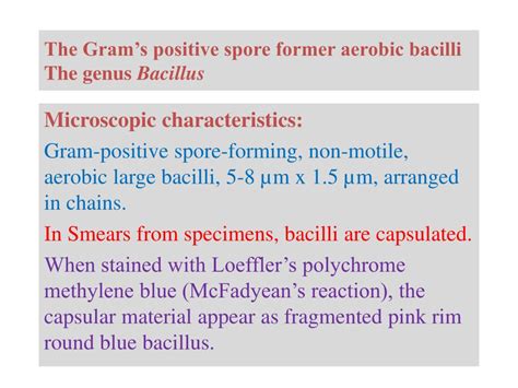 Ppt The Grams Positive Spore Former Aerobic Bacilli The