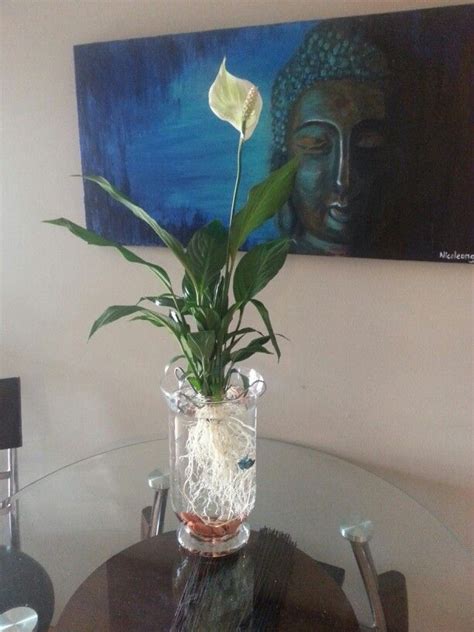 Use A Vase Rocks And A Peace Lily Cleaned Of All Soil As A Beautiful