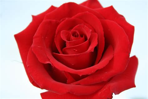 We did not find results for: 50 Beautiful Red Rose Images To Download - The WoW Style