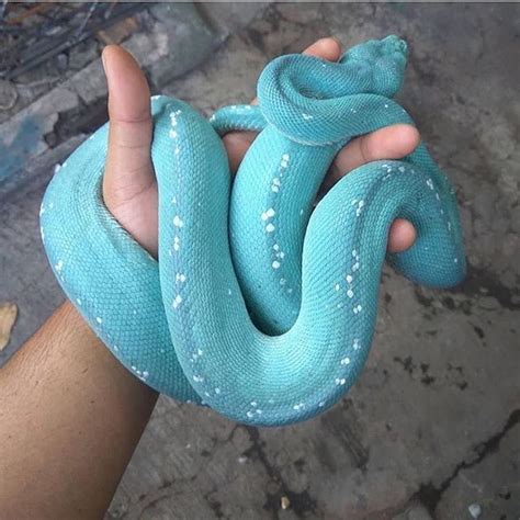 Most Up To Date Images Snake Pet Cute Suggestions We Often Get
