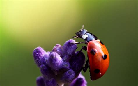 Nature Flowers Insects Macro Ladybirds Wallpapers Hd Desktop And