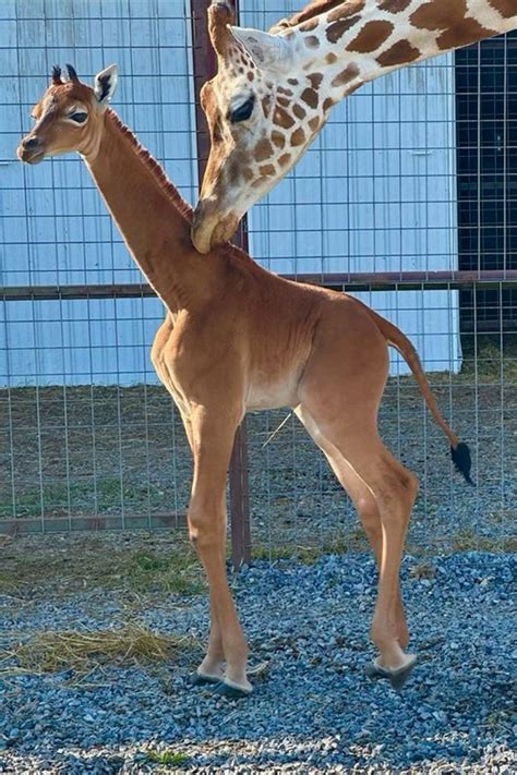 Rare spotless giraffe with no coat pattern born at US zoo | Bradford