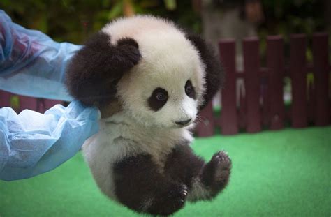 Zoo In Malaysia Panda Baby Zeigt Sich Zum Ersten Mal Der