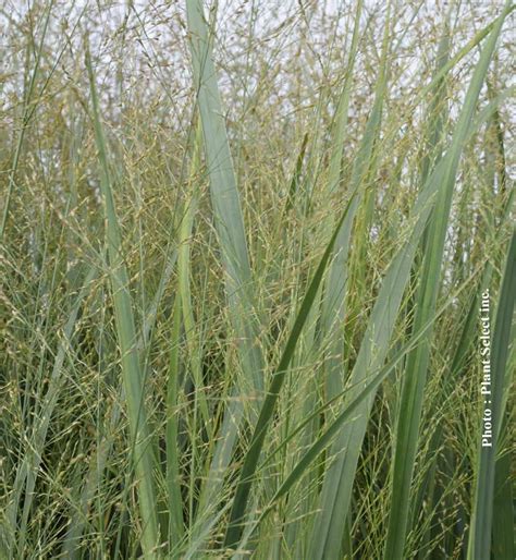 The dense, sturdy clumps offer plenty of cover for birds and animals, especially over the winter. Panicum virgatum Northwind - Pépinière Locas