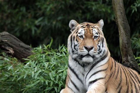 Kostenlose Foto Wildnis Tier Tierwelt Zoo Dschungel Raubtier