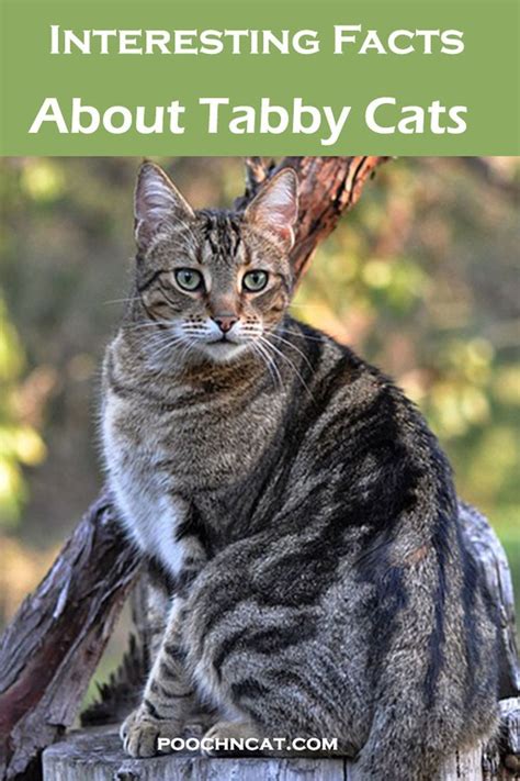 Interesting Facts About Tabby Cats Poochn Cat Cat Lifestyle