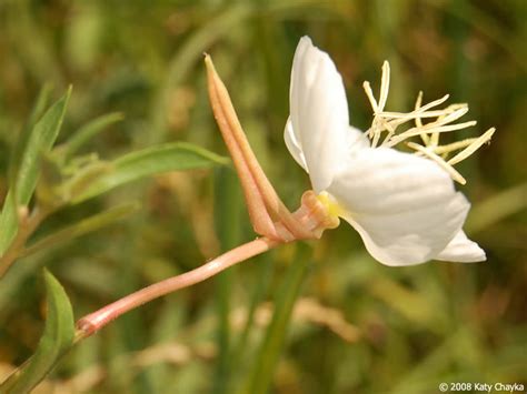 Oenothera Nuttallii Nuttalls Evening Primrose Minnesota Wildflowers