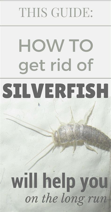 This Guide How To Get Rid Of Silverfish Will Help You On The Long Run