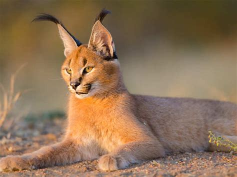 The Enigmatic Caracal Is In Line To Become Indias Second Wild Cat