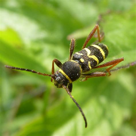 Wasp Beetle Clytus Arietis 1a Wasp Beetle Clytus Arieti Flickr