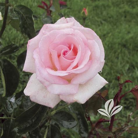 Rosa Rosa Pink Promise Pink Promise Hybrid Tea Rose Ppaf From