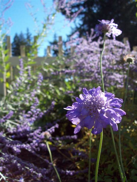 Purple Pincushion Flowers Purple Flowers Dream Garden Flowers