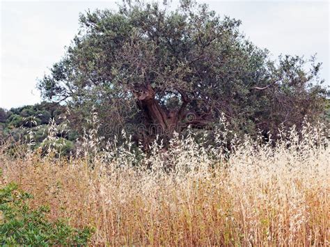 Seeding Dried Wild Grass And An Old Olive Tree Greece Stock Photo