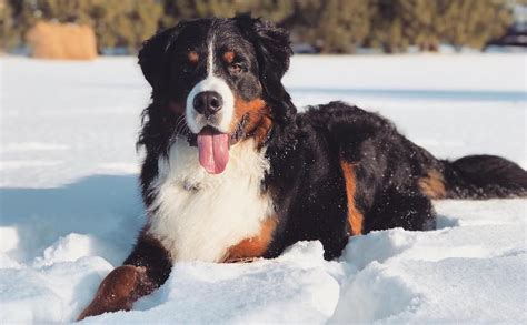 Bernese Mountain Dog Breed Information Guide Quirks Pictures