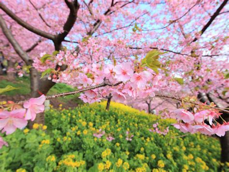 2560x1440 Spring Bloom Tree 1440p Resolution Wallpaper Hd Nature 4k