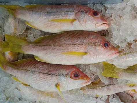 It can create and compare snapshots, revert between snapshots, and supports automatic snapshots timelines. Tropical Snapper - Pinetree Vietnam Co., Ltd | Seafood ...