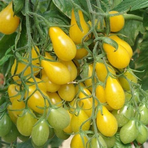 Tomato Seeds Cherry Yellow Pear Heirloom The Rusted Garden