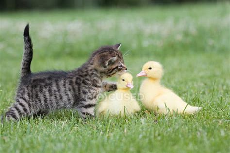 Kitten And Two Ducklings — Cross Media Outdoors Stock Photo 172747916