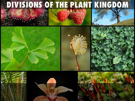 Divisions Of The Plant Kingdom By Marvelman58