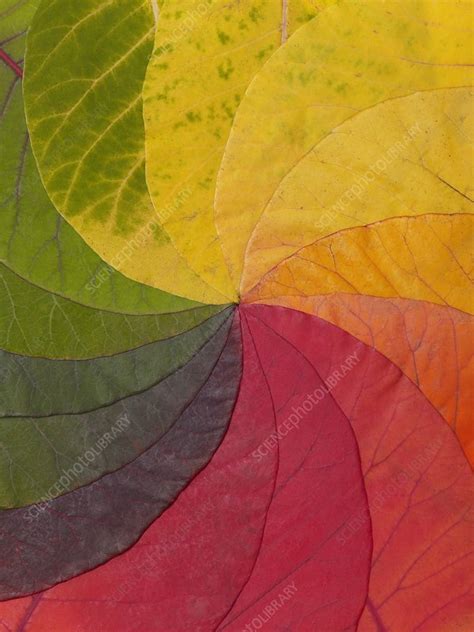 Autumn Leaf Colour Wheel Stock Image C0111884 Science Photo Library
