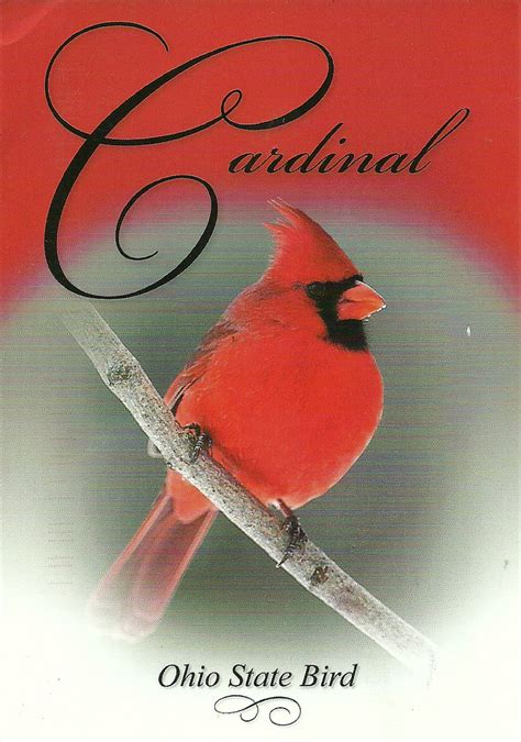 Ohio State Cardinal Bird Clip Art Library