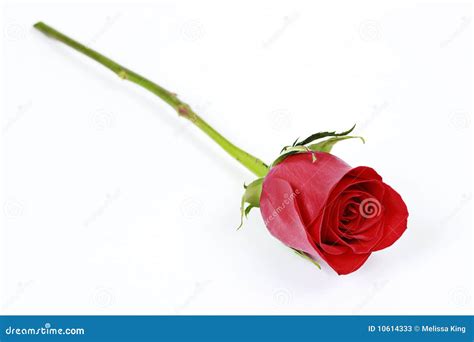 266 One Long Stem Red Rose Stock Photos Free And Royalty Free Stock