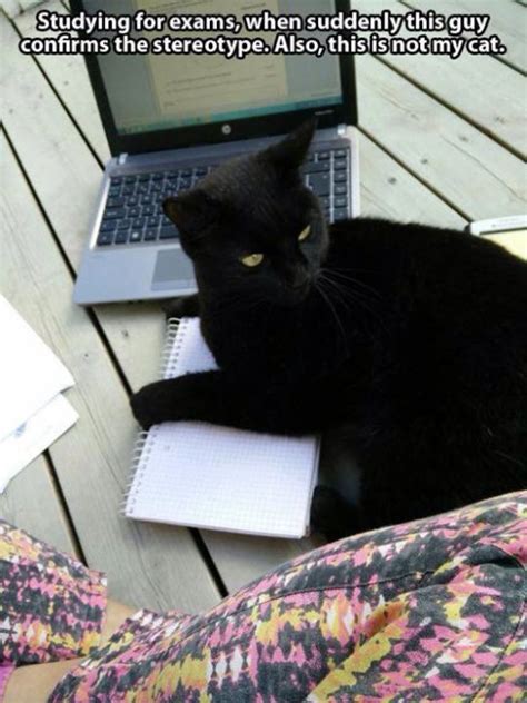 Dear vets, we couldn't do it without you! Not My Cat Meme (17 pics)