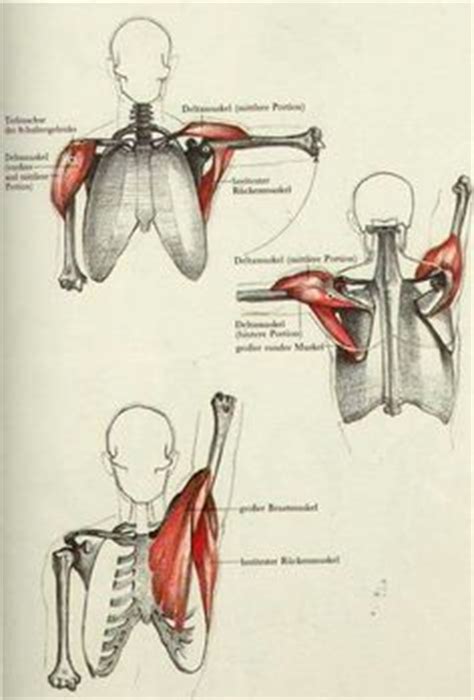 For example, if someone is overweight losing weight will slim down the waist as well. 1000+ images about spine anatomy study on Pinterest ...