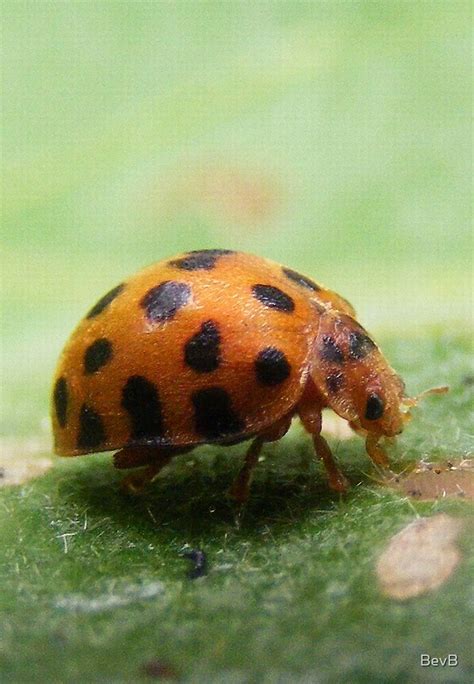 28 Spotted Potato Ladybird Epilachna Vigintioctopunctata By Bevb