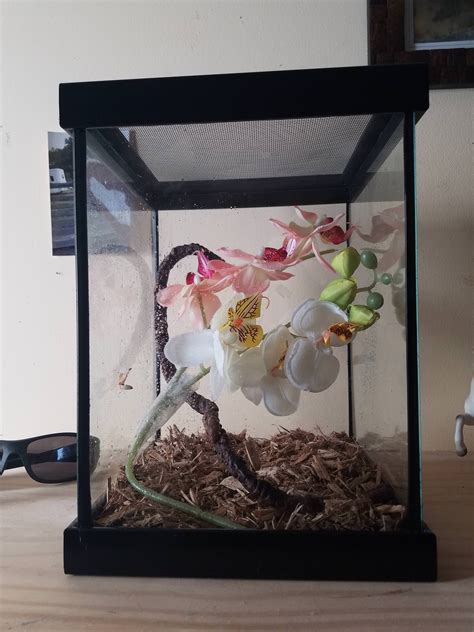 Orchid Mantis Terrarium Pets And Animal Educations