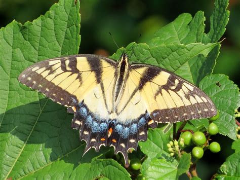 Eastern Tiger Swallowtail Pennypack Trust Female Eastern Flickr