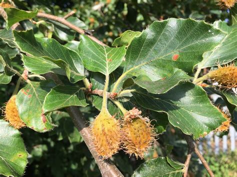 Common Beech Fagus Sylvatica Fruit Mast Flickr