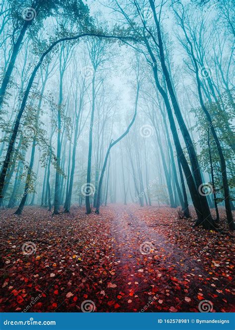 Autumn Forest Road Leaves View In Day Foggy Stock Image Image Of
